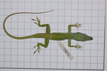 Media type: image;   Herpetology R-189079